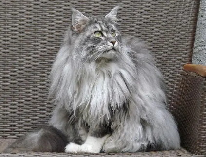 缅因猫最便宜多少钱一只