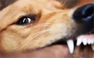 狗狗在咬人之前会有这些现象，还是别靠近好！