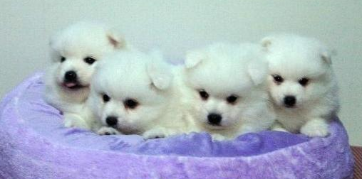 幼犬狗粮怎么泡?你知道吗? 幼犬狗粮怎么泡?你知道吗?