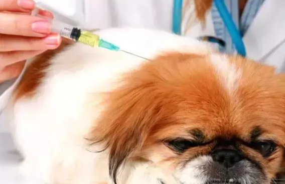 狗狗得了糖尿病怎么办？犬糖尿病症状是什么？