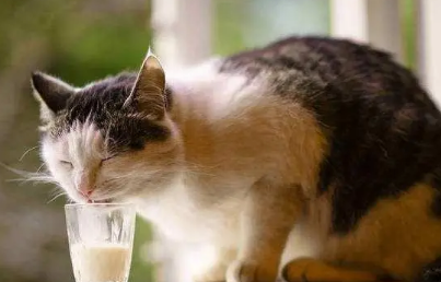 成年宠物猫能喝牛奶吗