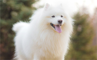 狗狗出現掉毛的状况,是由于长癣吗?
