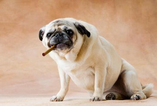 小型犬为什么那么贱