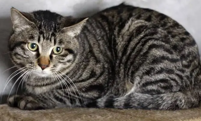 狸花猫价格多少钱?一起来看看这篇文章 狸花猫价格多少钱?一起来看看这篇文章