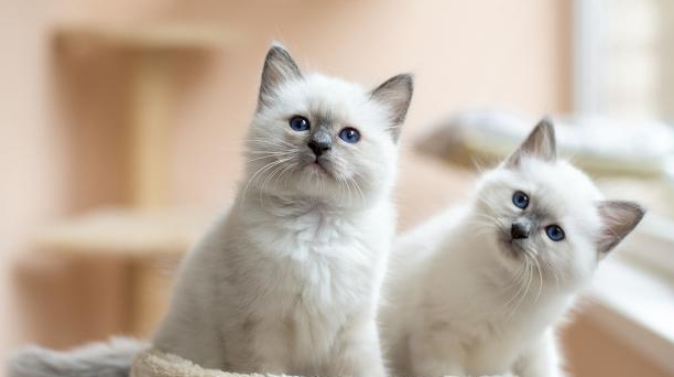 猫拉绿色稀便，是怎么回事？