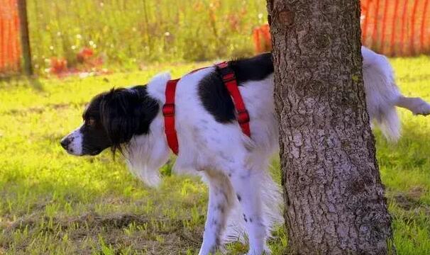 成年犬上厕所训练要点，看看这几个点