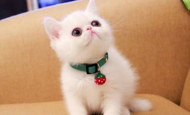 布偶猫排尿不畅是什么原因?猫一天小便几次正常! 布偶猫排尿不畅是什么原因?猫一天小便几次正常!