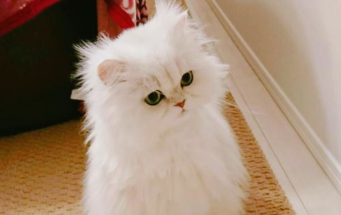 在外散养猫咪会有哪些危害