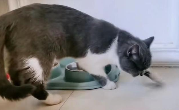 猫咪拉完粑粑后挠墙刨地板是为什么 猫咪拉完粑粑后挠墙刨地板是为什么
