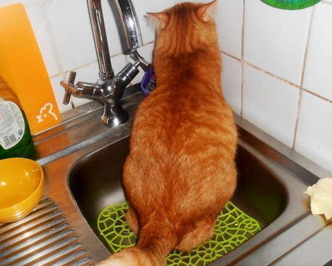 猫下泌尿道综合症 猫下泌尿道综合症