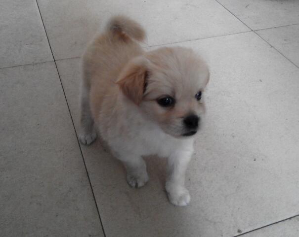 串串狗多少钱一只，怎么养