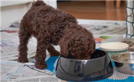 如何选卷毛串串狗犬狗粮呢？