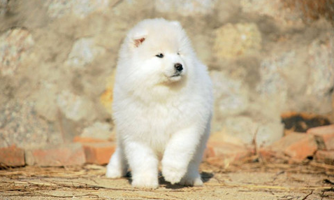 萨摩耶幼犬拉稀臭，小萨摩耶拉稀了