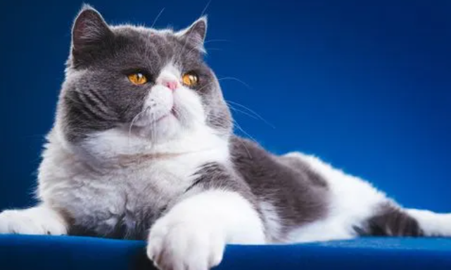 异国短毛猫怎么做日常护理?养美国短毛猫需要注意什么 异国短毛猫怎么做日常护理?养美国短毛猫需要注意什么