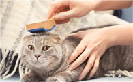 猫猫掉毛粘在衣服上该如何解决？
