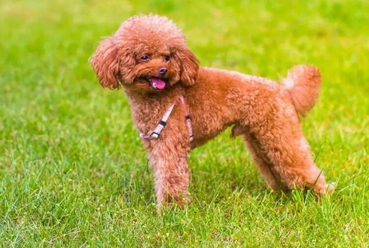 泰迪多大算成犬
