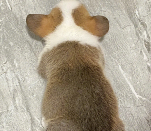 双色柯基背上有夹杂黑毛