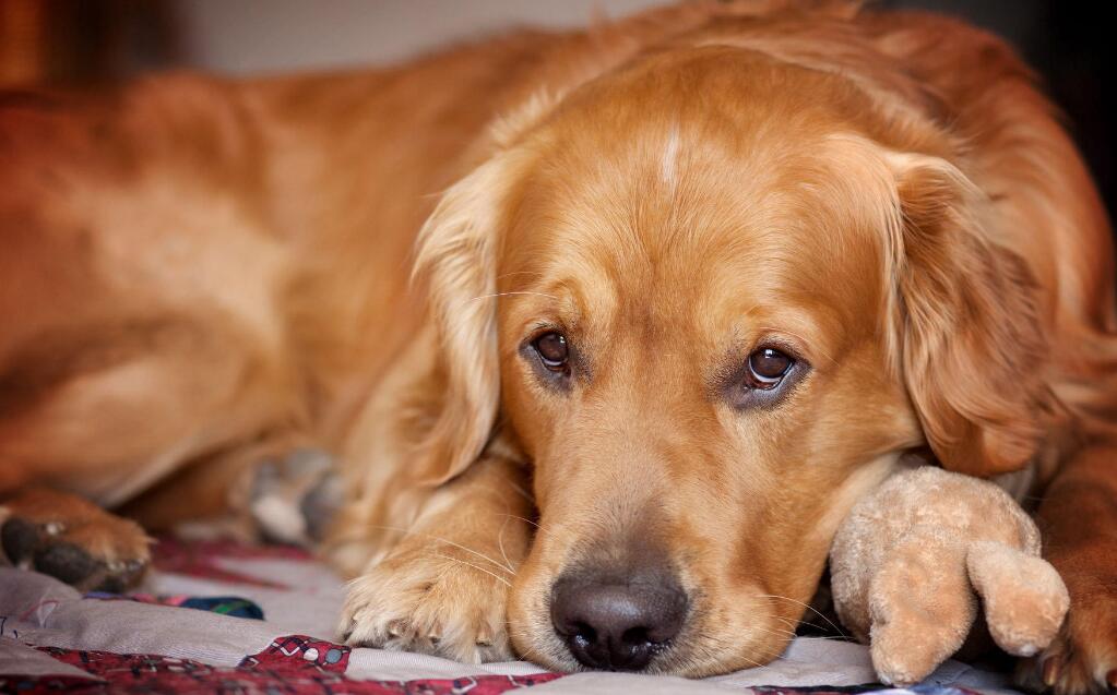 金毛掉毛时如何解决，金毛犬掉毛如何清除