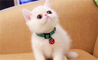 布偶猫排尿不畅是什么原因?猫一天小便几次正常!
