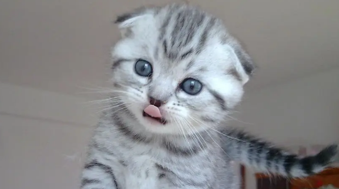 折耳猫会不会发病
