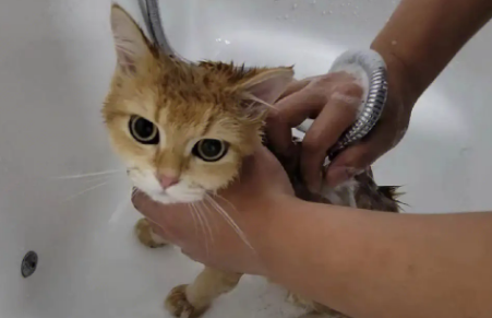 猫咪美容：毛发清洁及洗澡步骤。