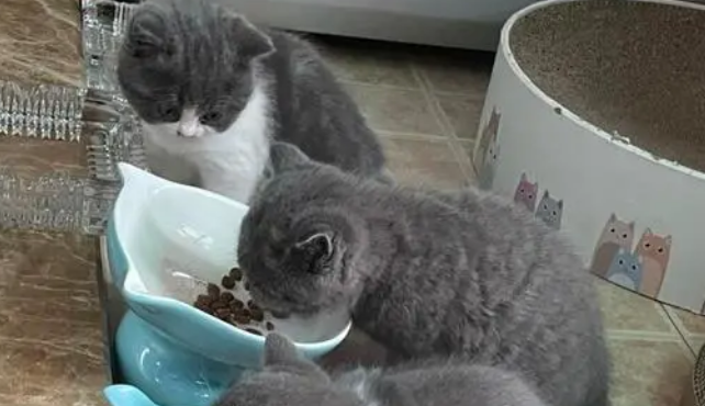 养英短猫十大禁忌