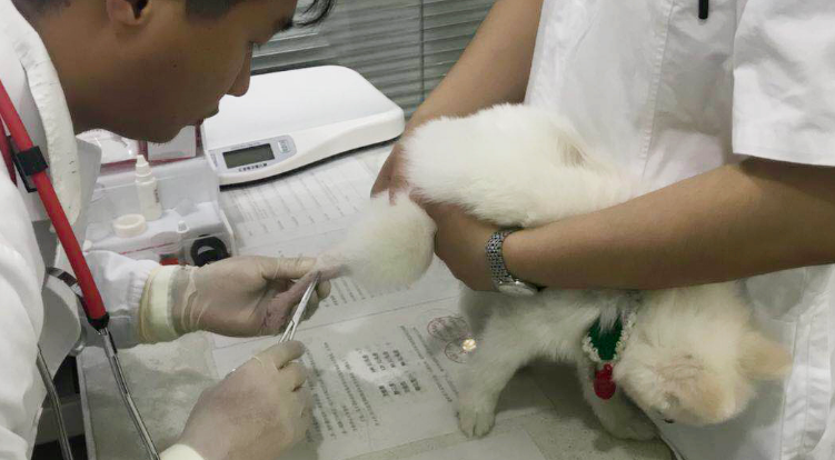 宠物医生怎么自考 宠物医生怎么自考