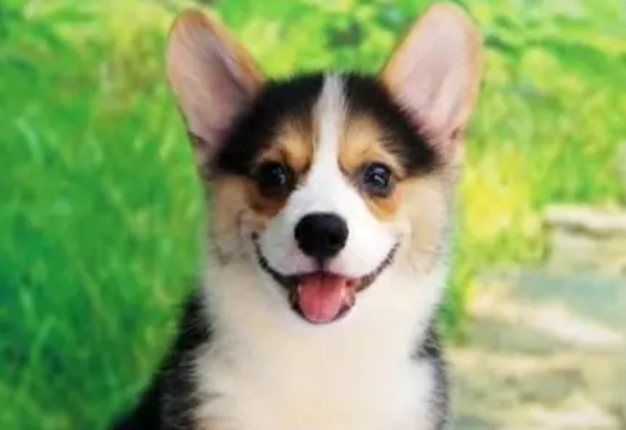 幼犬第一次进家怎么训练？