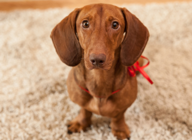身型较小的腊肠犬,在喂养中必须留意什么难题? 身型较小的腊肠犬,在喂养中必须留意什么难题?