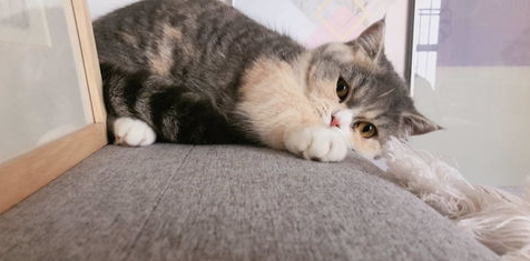 家中的猫咪喜欢挠沙发怎么办?怎么改变猫咪挠沙发的习惯? 家中的猫咪喜欢挠沙发怎么办?怎么改变猫咪挠沙发的习惯?