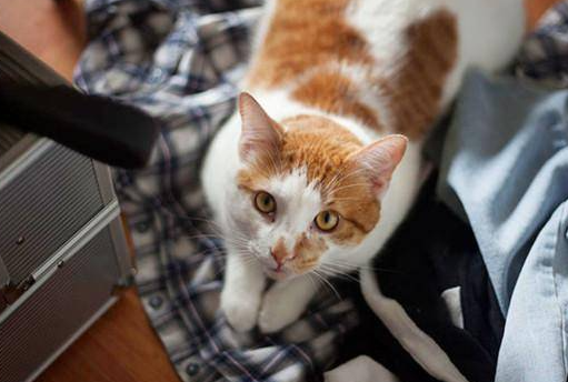 猫咪吐毛,该怎么办? 猫咪吐毛,该怎么办?