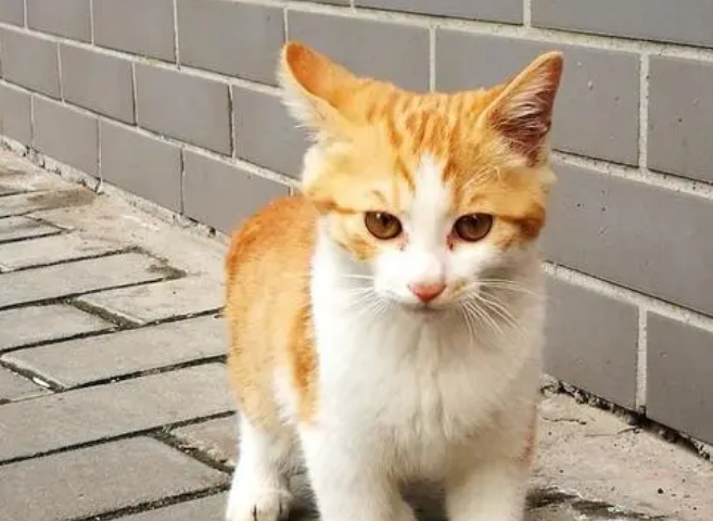 橘猫的优点和缺点有哪些 橘猫的优点和缺点有哪些