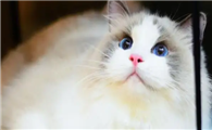 布偶猫为什么容易养死