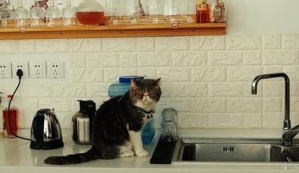 猫能闻84消毒液吗?如何为猫咪选择消毒液? 猫能闻84消毒液吗?如何为猫咪选择消毒液?