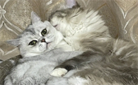 两只公猫一前一后怎么养
