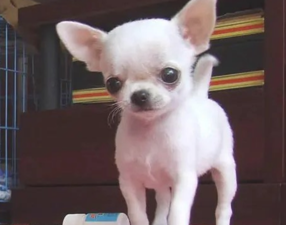 吉娃娃和小鹿犬的区别是什么？