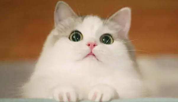 怎么判断猫咪是不是得了猫藓?猫长藓的治疗方法