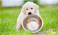 幼犬30天断奶后适合吃什么东西
