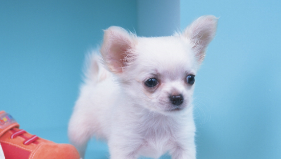 白色的小狗有哪些小型犬品种？