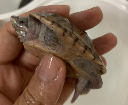 麝香龟死了图片 麝香龟死了图片