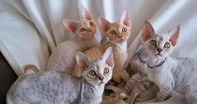德文卷毛猫好臭
