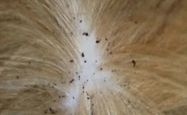 猫咪身上的跳蚤怎么才能去掉