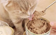 小猫除了吃猫粮还能吃什么食物