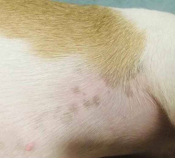 狗狗腹部胯下的皮肤发黑是怎么回事啊 狗狗腹部胯下的皮肤发黑是怎么回事啊