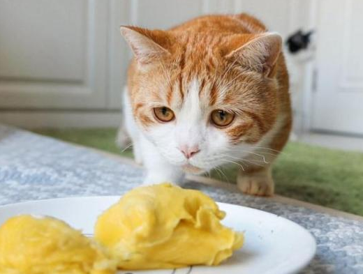猫咪肠胃不好消化不良能自愈吗