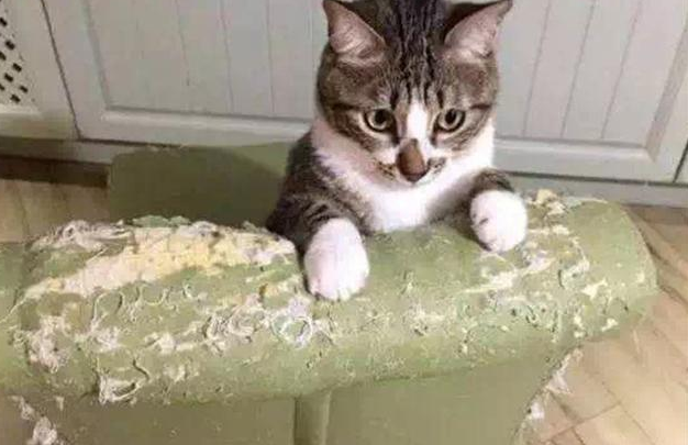 猫咪经常蹭家具是为什么