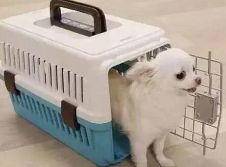 坐飞机狗狗托运需要狗证吗