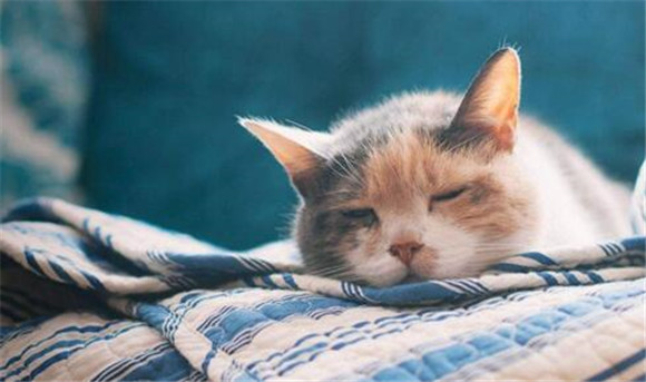 猫猫流鼻涕用什么药效果好 猫猫流鼻涕用什么药效果好