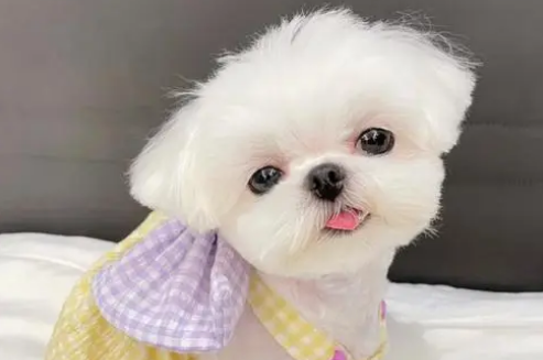 纯种马尔济斯犬多少钱一只