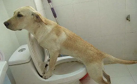 为什么狗狗上厕所只踩前脚